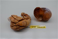 藏品(短腕陸寄居蟹)的圖片